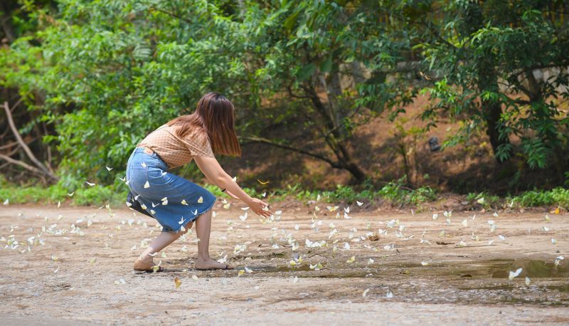 4月末から5月末の蝶の季節は何百万もの蝶が群れをなす　ⓒ Vn Express